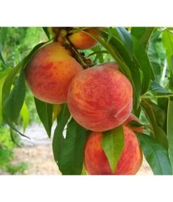 Gelbfleischiger Pfirsich 10 Gelbfleischiger Pfirsich -Pflanzenwelt Verkauf 7728843 PR DE 001 PrunusPfirsichGelbfleischigPixabay