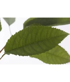 Winterapfel 'Pinova' 13 Winterapfel 'Pinova' -Pflanzenwelt Verkauf 7729361 PR DE 001 ApfelPinovaMalusBusch95LiterDehnerExpressZS