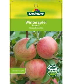 Winterapfel 'Pinova' 14 Winterapfel 'Pinova' -Pflanzenwelt Verkauf 7729361 WinterapfelPinova Etikett 1
