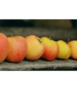 Winterapfel 'Pinova' 11 Winterapfel 'Pinova' -Pflanzenwelt Verkauf 7729403 WE MO 001 ApfelPinovaPixabay