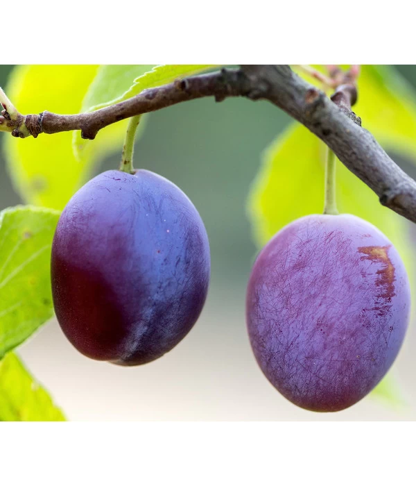 Zwetschge 'Presenta' 3 Zwetschge 'Presenta'