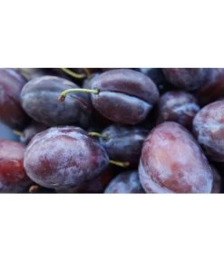 Zwetschge 'Presenta' 7 Zwetschge 'Presenta' -Pflanzenwelt Verkauf 7729460 WE MO 001 ZwetschgePresentaPixabay