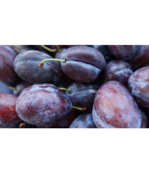 Zwetschge 'Presenta' 4 Zwetschge 'Presenta' – Bild 2