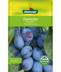 Zwetschge 'Presenta' 8 Zwetschge 'Presenta' -Pflanzenwelt Verkauf 7729460 ZwetschePresenta Etikett 1