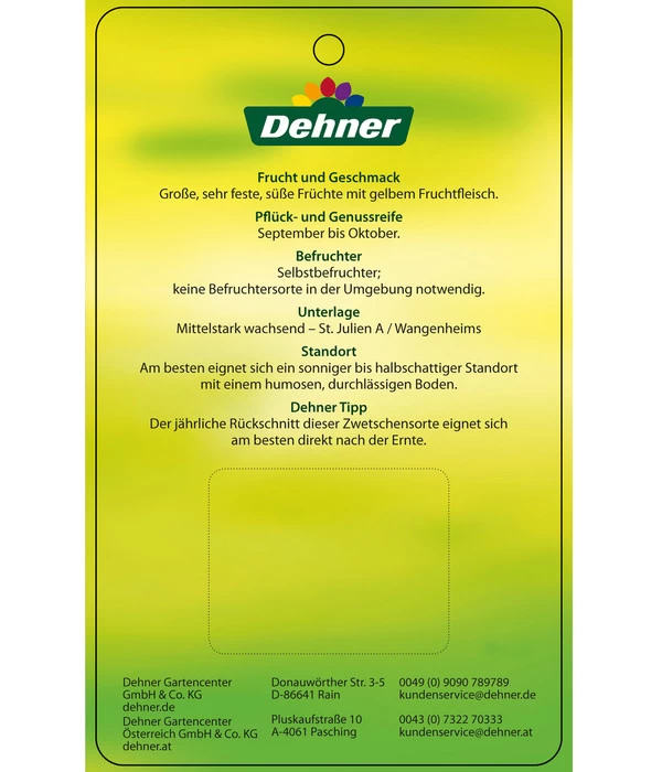 Zwetschge 'Presenta' 6 Zwetschge 'Presenta' – Bild 4