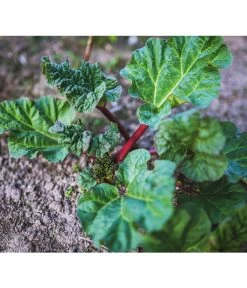 Dehner Gourmet Garten Himbeer-Rhabarber 9 Dehner Gourmet Garten Himbeer-Rhabarber -Pflanzenwelt Verkauf 7736028 PR 001 RheumRhabarberPixabay