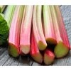Dehner Gourmet Garten Himbeer-Rhabarber 2 Dehner Gourmet Garten Himbeer-Rhabarber -Pflanzenwelt Verkauf 7736028 20220307 69985078 WE MO 123rf l Rhabarber