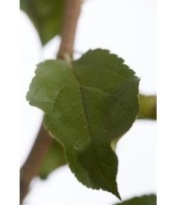 Herbstapfel 'Rebella' 9 Herbstapfel 'Rebella' -Pflanzenwelt Verkauf 7737075 PR DE 001 ApfelRebellaMalusBusch95LiterDehnerExpressZS