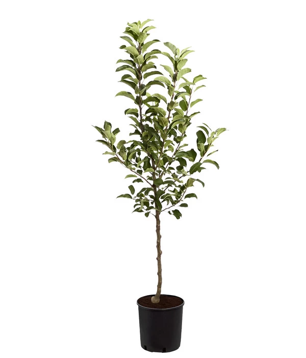 Herbstapfel 'Rebella' 4 Herbstapfel 'Rebella' – Bild 2