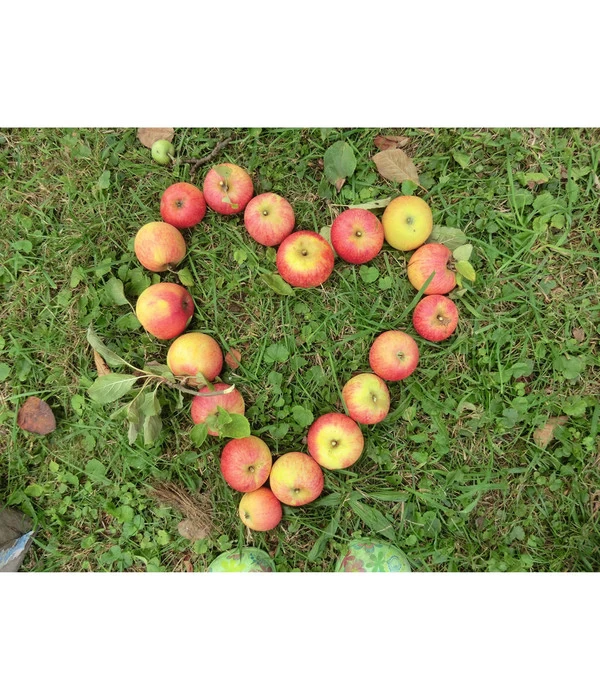 Herbstapfel 'Rebella' 3 Herbstapfel 'Rebella'