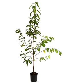 Süßkirsche 'Regina' 5 Süßkirsche 'Regina' -Pflanzenwelt Verkauf 7738677 WE FS 001 SuesskirscheReginaBusch