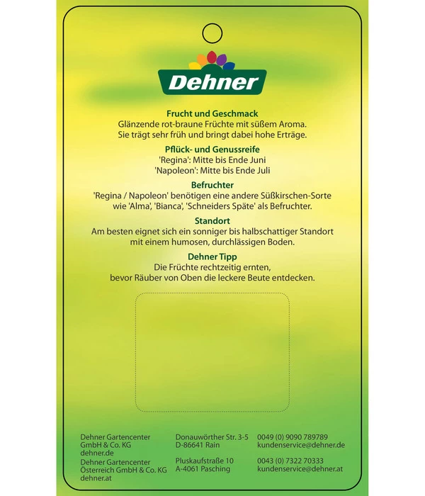 Kirschen-Duo 'Regina/Napoleon' 8 Kirschen-Duo 'Regina/Napoleon' – Bild 6