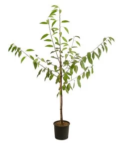 Kirschen-Duo 'Regina/Napoleon' 9 Kirschen-Duo 'Regina/Napoleon' -Pflanzenwelt Verkauf 7738792 WE FS 001 PrunusKirscheDuoReginaNapoleon