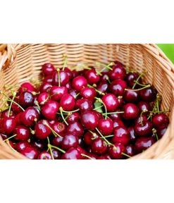 Kirschen-Duo 'Regina/Napoleon' 10 Kirschen-Duo 'Regina/Napoleon' -Pflanzenwelt Verkauf 7738792 WE MO 001 KirschenDuoReginaNapoleon Pixabay