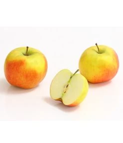 Säulenapfel 'Rondo' 7 Säulenapfel 'Rondo' -Pflanzenwelt Verkauf 7744873 WE DE 002 ApfelRondoDehnerExpressHerzig