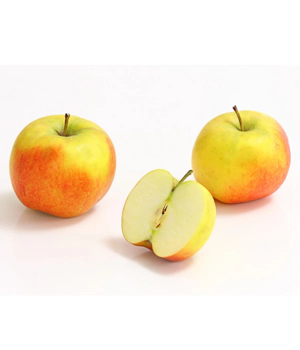 Säulenapfel 'Rondo' 5 Säulenapfel 'Rondo' – Bild 3