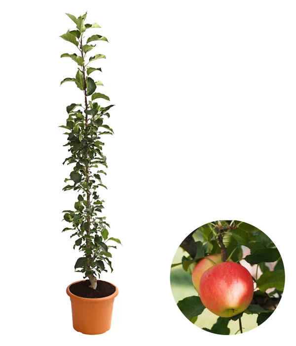 Säulenapfel 'Rondo' 3 Säulenapfel 'Rondo'