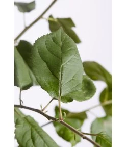 Winterapfel 'Roter Boskoop' 13 Winterapfel 'Roter Boskoop' -Pflanzenwelt Verkauf 7745409 PR DE 001 ApfelRoterBoskoopMalusBusch95LiterDehnerExpressZS