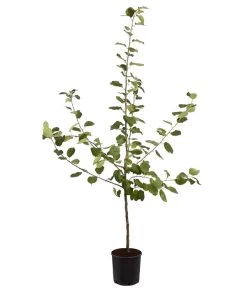 Winterapfel 'Roter Boskoop' 12 Winterapfel 'Roter Boskoop' -Pflanzenwelt Verkauf 7745409 PR FS 001 ApfelRoterBoskoopMalusBusch95LiterDehnerExpressZS