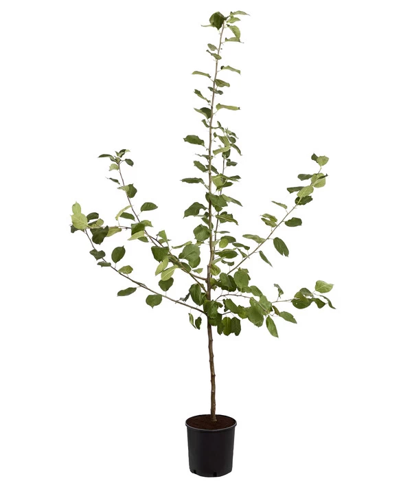 Winterapfel 'Roter Boskoop' 6 Winterapfel 'Roter Boskoop' – Bild 4