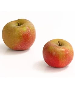 Winterapfel 'Roter Boskoop' 10 Winterapfel 'Roter Boskoop' -Pflanzenwelt Verkauf 7745409 WE DE 001 ApfelBoskoopDehnerExpressHerzig