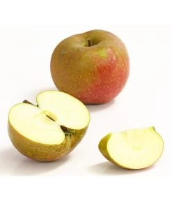 Winterapfel 'Roter Boskoop' 11 Winterapfel 'Roter Boskoop' -Pflanzenwelt Verkauf 7745409 WE DE 002 ApfelBoskoopDehnerExpressHerzig