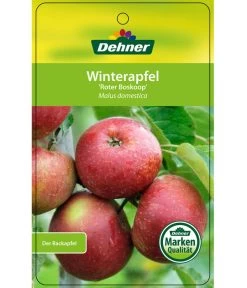 Winterapfel 'Roter Boskoop' 14 Winterapfel 'Roter Boskoop' -Pflanzenwelt Verkauf 7745409 WinterapfelRoterBoskoop Etikett 1