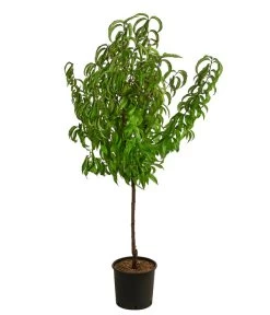 Dehner Pfirsich 'Roter Weinbergpfirsich' 7 Dehner Pfirsich 'Roter Weinbergpfirsich' -Pflanzenwelt Verkauf 7745607 WE FS 002 RoterWeinbergpfirsichDehnerExpressHerzig