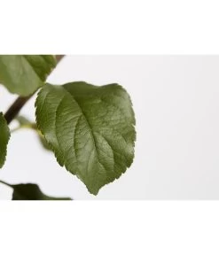 Herbstapfel 'Rubinola' 9 Herbstapfel 'Rubinola' -Pflanzenwelt Verkauf 7747165 PR DE 001 ApfelRubinolaMalusBusch95LiterDehnerExpressZS