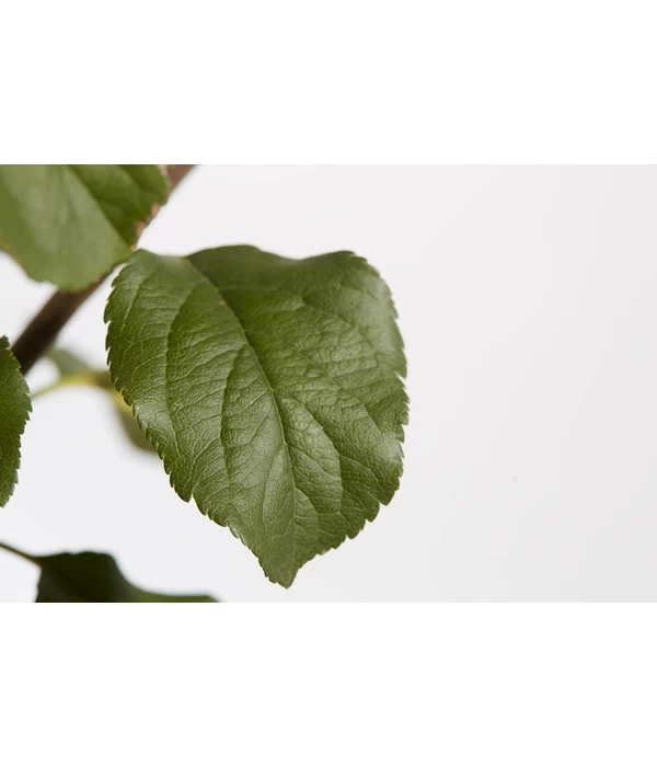 Herbstapfel 'Rubinola' 5 Herbstapfel 'Rubinola' – Bild 3