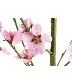 Säulenpfirsich 'Aida' 7 Säulenpfirsich 'Aida' -Pflanzenwelt Verkauf 7752728 WE DE 001 PrunusSauelenpfirsichAida