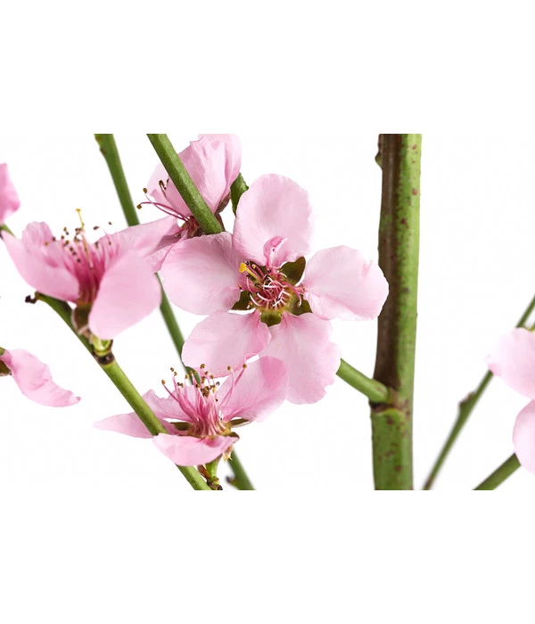 Säulenpfirsich 'Aida' 5 Säulenpfirsich 'Aida' – Bild 3