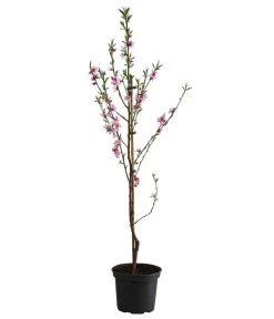 Säulenpfirsich 'Aida' 6 Säulenpfirsich 'Aida' -Pflanzenwelt Verkauf 7752728 WE FS 001 PrunusSauelenpfirsichAida