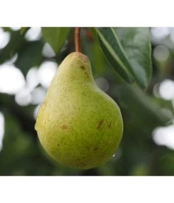 Säulenbirne 'Obelisk' 6 Säulenbirne 'Obelisk' -Pflanzenwelt Verkauf 7754989 PR DE 001 PyrusBirneSaeulenbirneObeliskPixabay