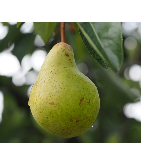 Säulenbirne 'Obelisk' 4 Säulenbirne 'Obelisk' – Bild 2
