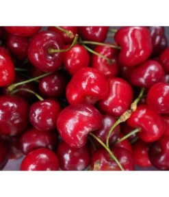 Säulenkirsche 'Sylvia' 5 Säulenkirsche 'Sylvia' -Pflanzenwelt Verkauf 7755051 WE DE 001 SaeulenkirscheSylvia