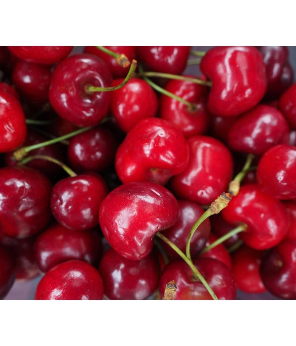 Säulenkirsche 'Sylvia' 4 Säulenkirsche 'Sylvia' – Bild 2