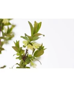 Sibirische Blaubeere 'MyBerry® Sweet' -Pflanzenwelt Verkauf 7756463 PR DE 001 SibirischeBlaubeereMyBerrySweet5LDehnerExpressZS