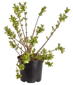 Sibirische Blaubeere 'MyBerry® Sweet' -Pflanzenwelt Verkauf 7756463 PR FS 001 SibirischeBlaubeereMyBerrySweet5LDehnerExpressZS