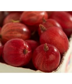 Säulen-Stachelbeere 'Spinefree'