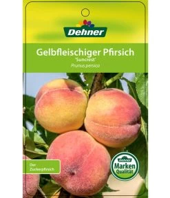 Pfirsich 'Suncrest' 8 Pfirsich 'Suncrest' -Pflanzenwelt Verkauf 7760754 GelbfleischigerPfirsichSuncrest Etikett 1