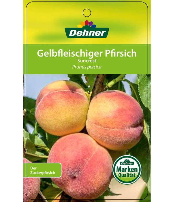 Pfirsich 'Suncrest' 5 Pfirsich 'Suncrest' – Bild 3