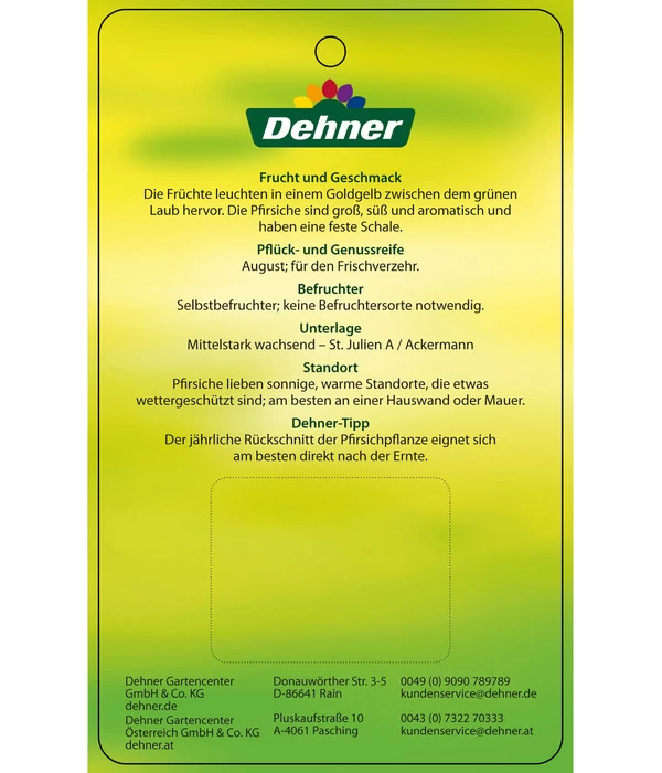 Pfirsich 'Suncrest' 6 Pfirsich 'Suncrest' – Bild 4