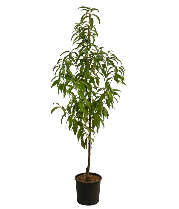 Pfirsich 'Suncrest' 4 Pfirsich 'Suncrest' – Bild 2