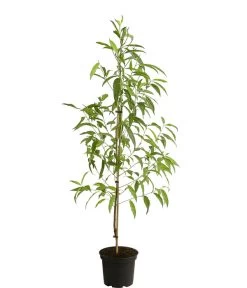 Tellerpfirsich 'Sugar Baby' 9 Tellerpfirsich 'Sugar Baby' -Pflanzenwelt Verkauf 7763352 PR FS 001 PrunusTellerpfirsichSugarBabyDehnerExpressHerzig