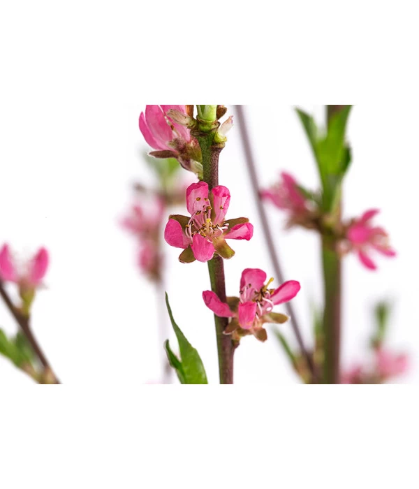 Tellerpfirsich 'Sugar Baby' 8 Tellerpfirsich 'Sugar Baby' – Bild 6