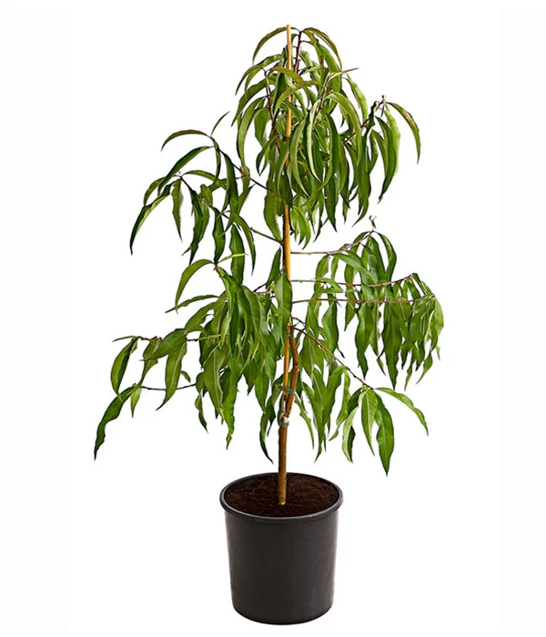 Dehner Tellerpfirsich 4 Dehner Tellerpfirsich – Bild 2