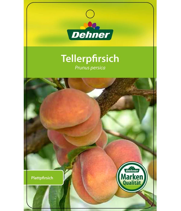 Dehner Tellerpfirsich 6 Dehner Tellerpfirsich – Bild 4