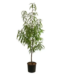 Tellernektarine 5 Tellernektarine -Pflanzenwelt Verkauf 7763386 WE FS 001 PrunusTellernektarineDehnerExpressHerzig