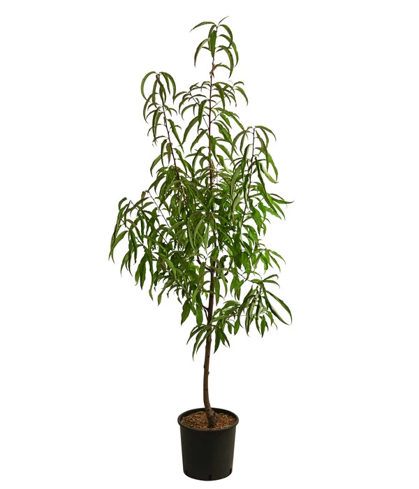 Tellernektarine 4 Tellernektarine – Bild 2